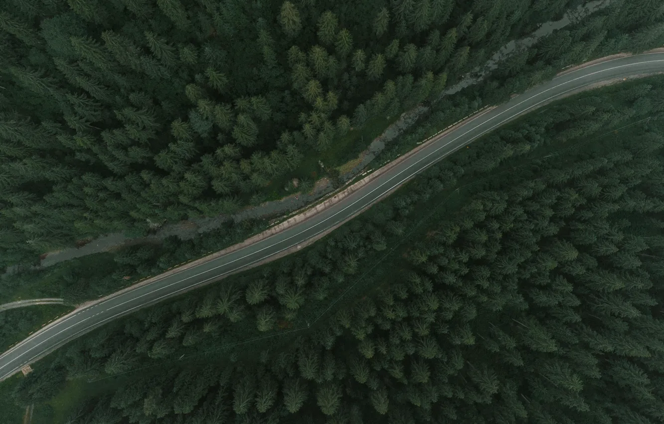 Фото обои Wood, Street, Trees, Daniel Eliashevskyi, Bird View