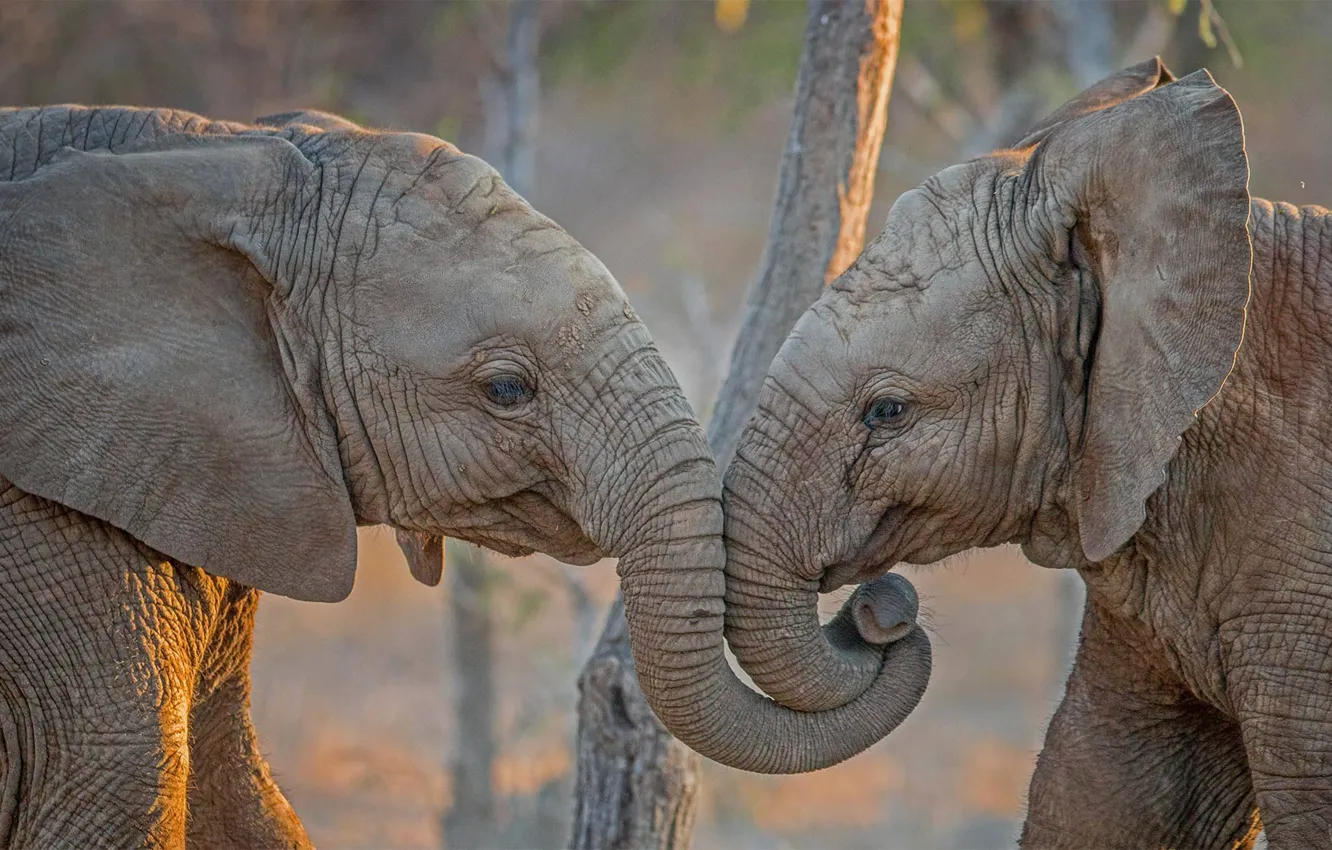 Фото обои Африка, слоны, ЮАР, Kapama Private Game Reserve