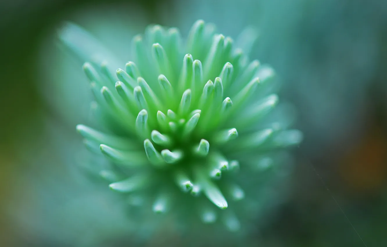 Фото обои green, flower, macro, leaf