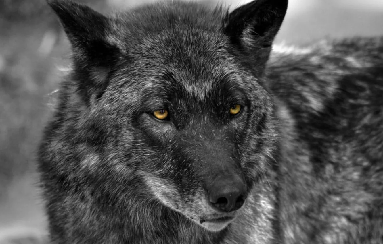 Фото обои nature, predator, animal, wolf, wildlife, portrait, portrait., Canis lupus. face