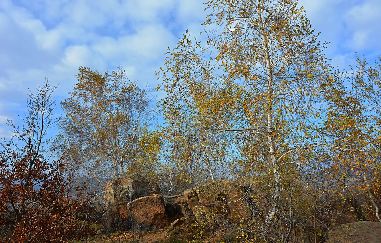 Фото обои Небо, Осень, Деревья, Sky, Fall, Autumn, Colors, Trees