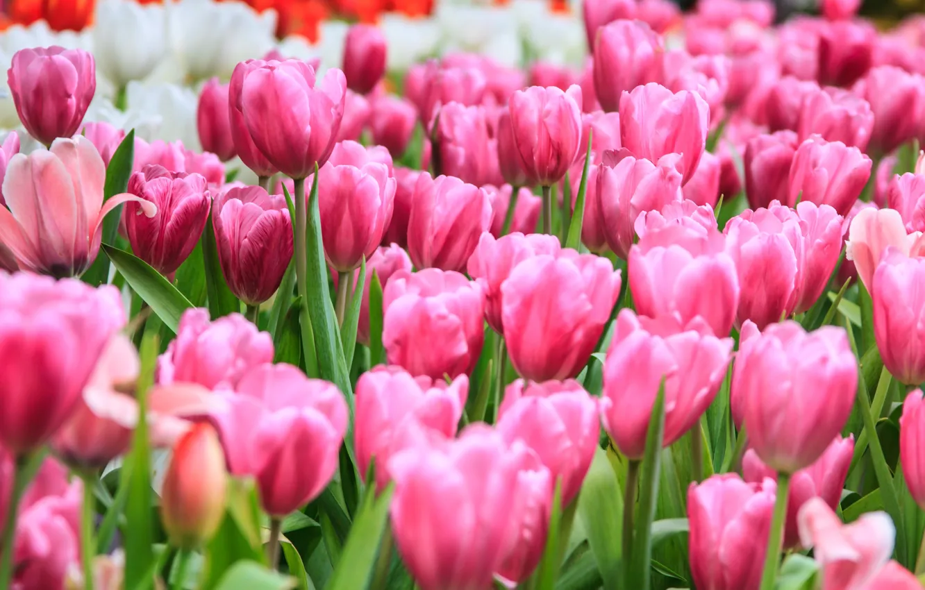 Фото обои поле, цветы, тюльпаны, розовые, field, pink, tulips, flowrs