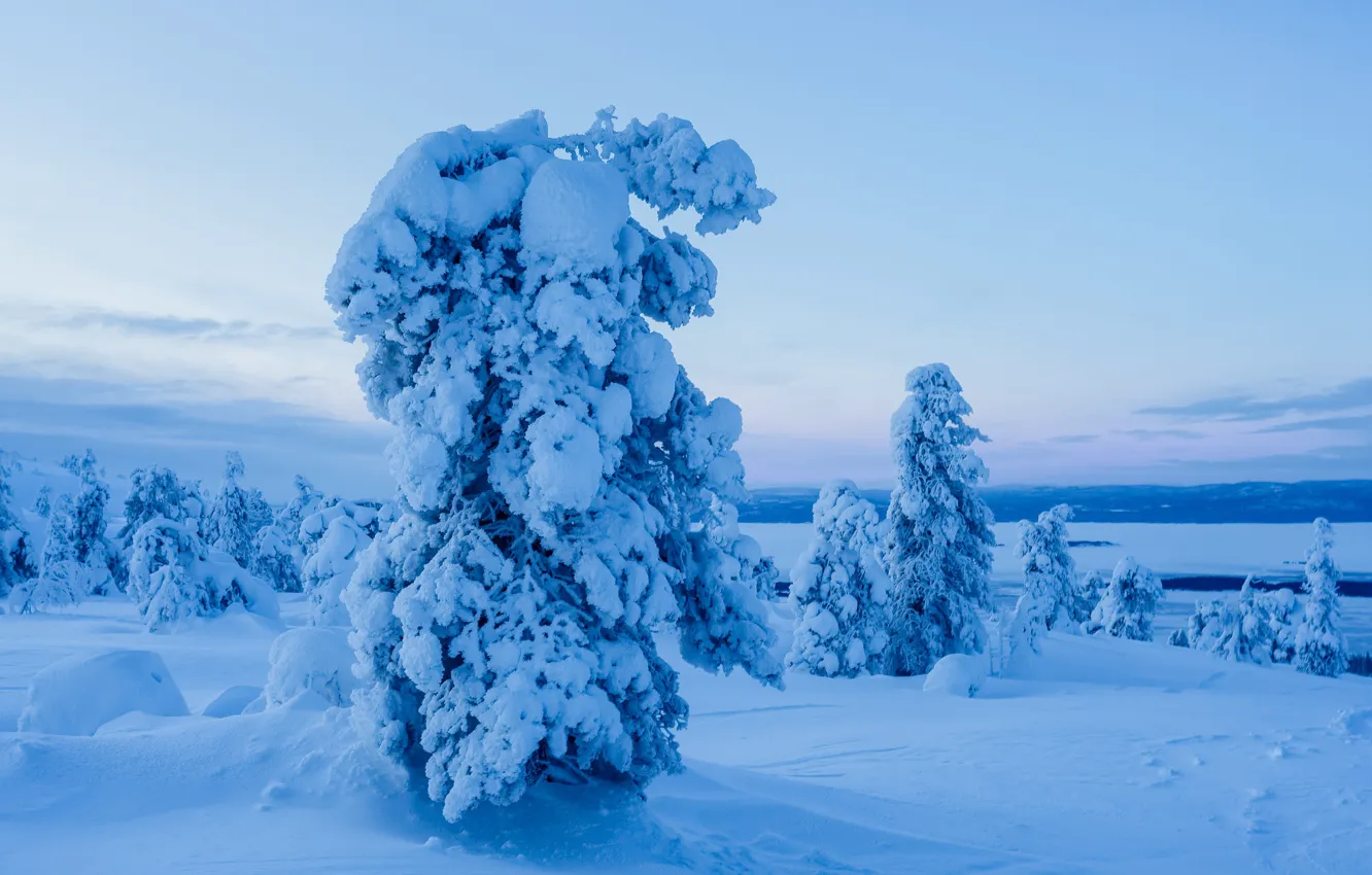 Фото обои зима, снег, деревья, пейзаж, природа, ели