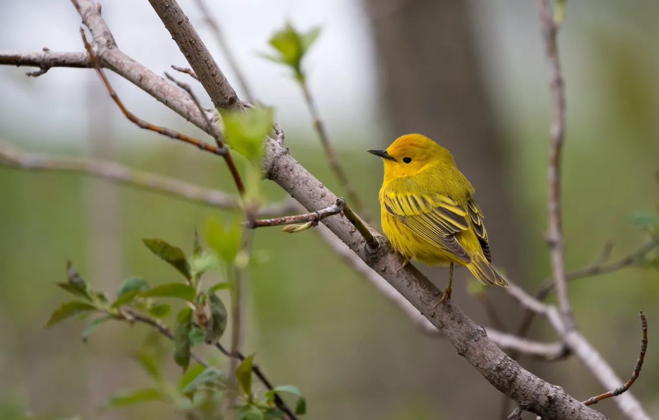 Фото обои зелень, листья, деревья, ветки, желтый, природа, фон, птица