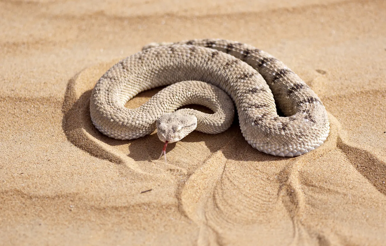 Фото обои песок, солнце, змея, боке