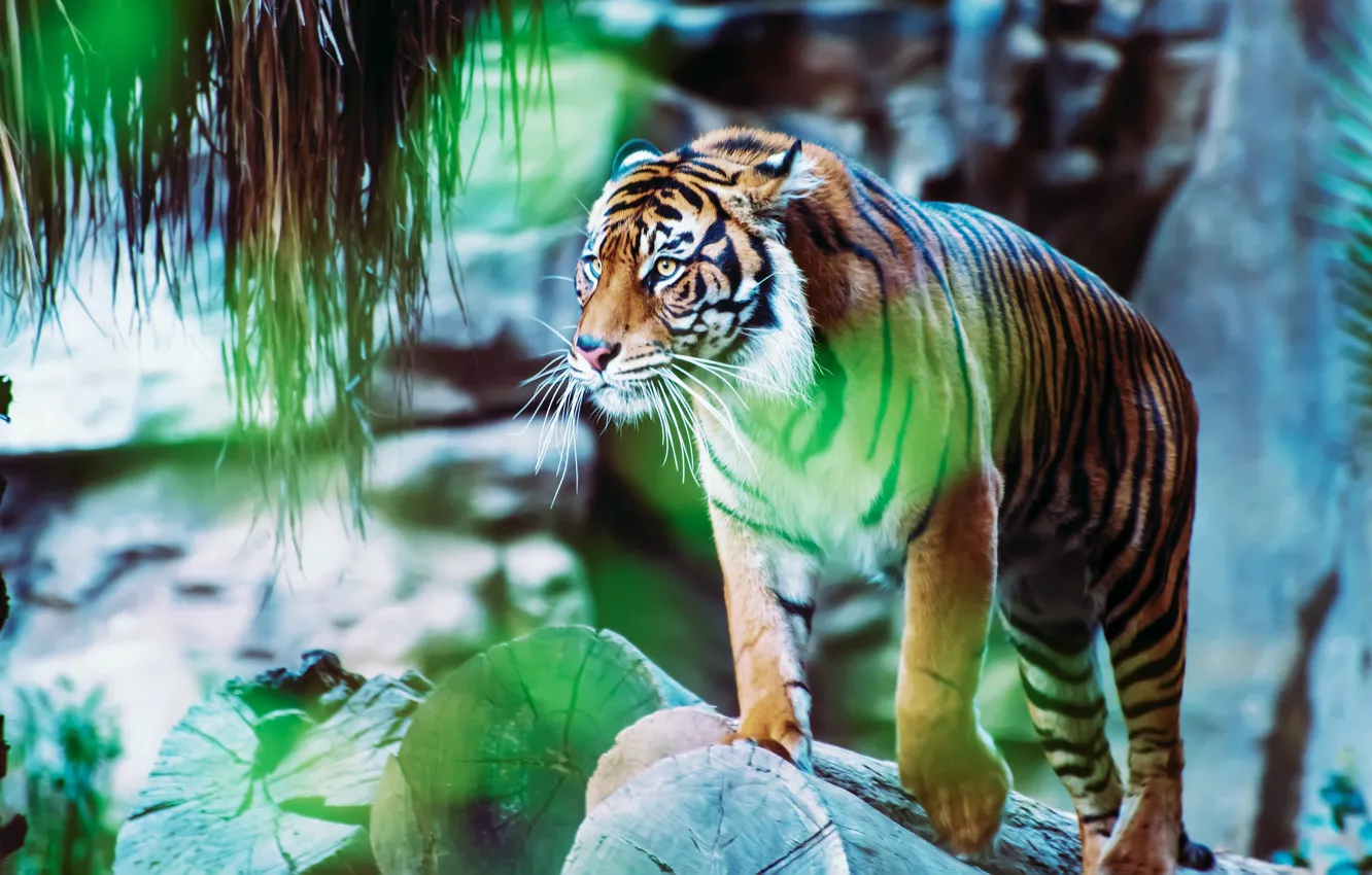 Фото обои взгляд, тигр, поза, блики, камни, стоит, зоопарк, брёвна