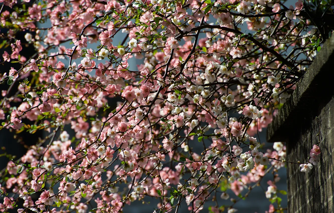 Фото обои ветки, вишня, дерево, весна, цветение