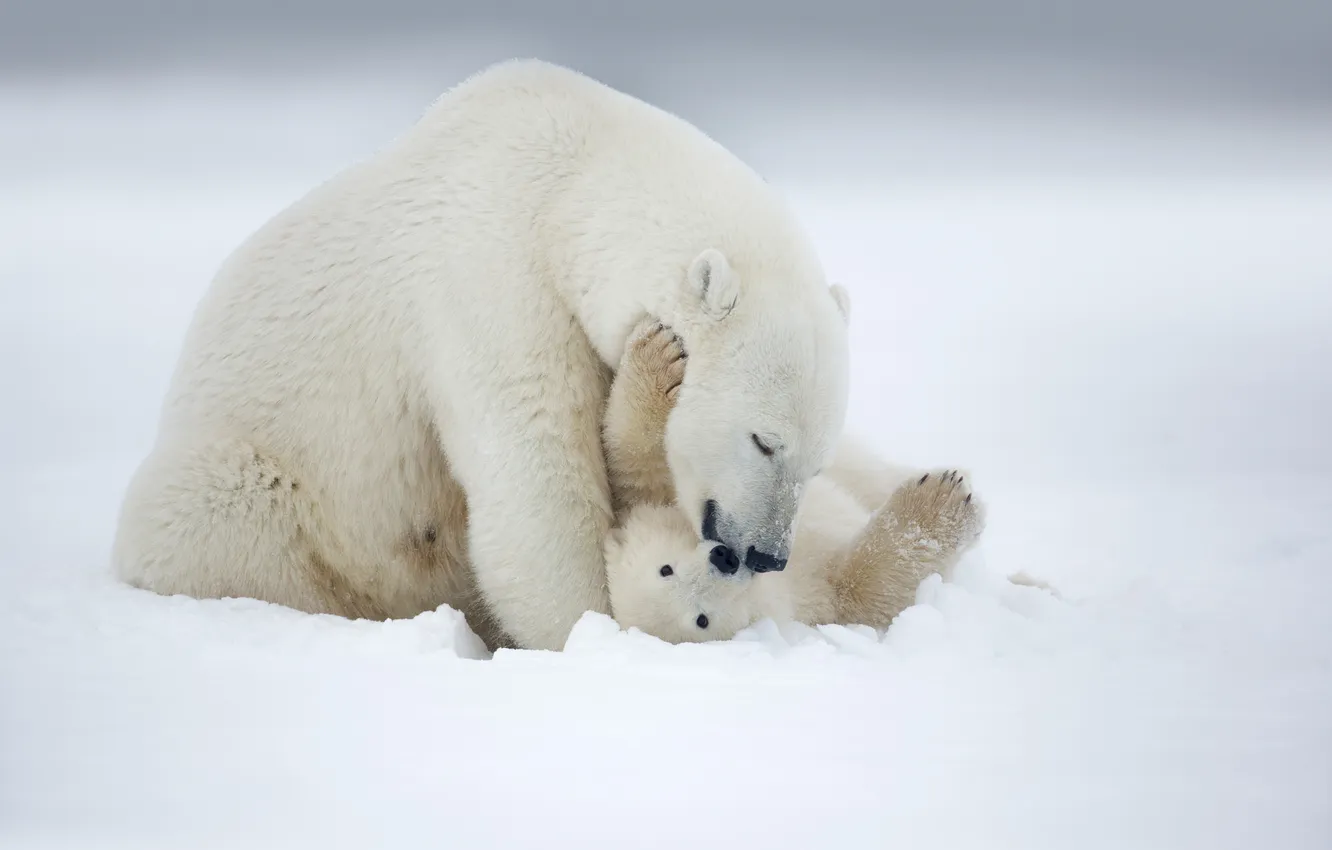Фото обои снег, игра, медвежонок, белый медведь, Арктика