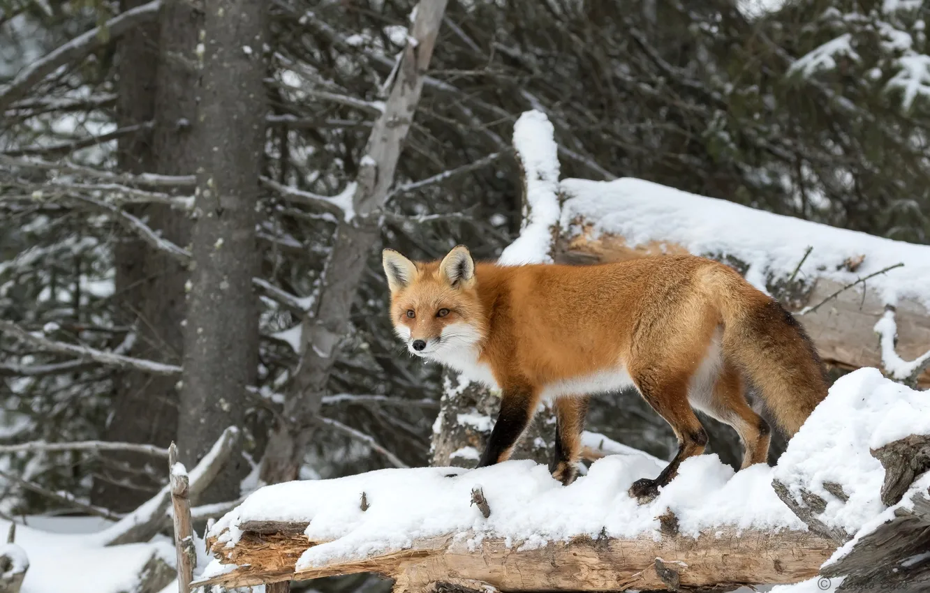 Фото обои лес, снег, деревья, хищник, лиса, рыжая, лисица