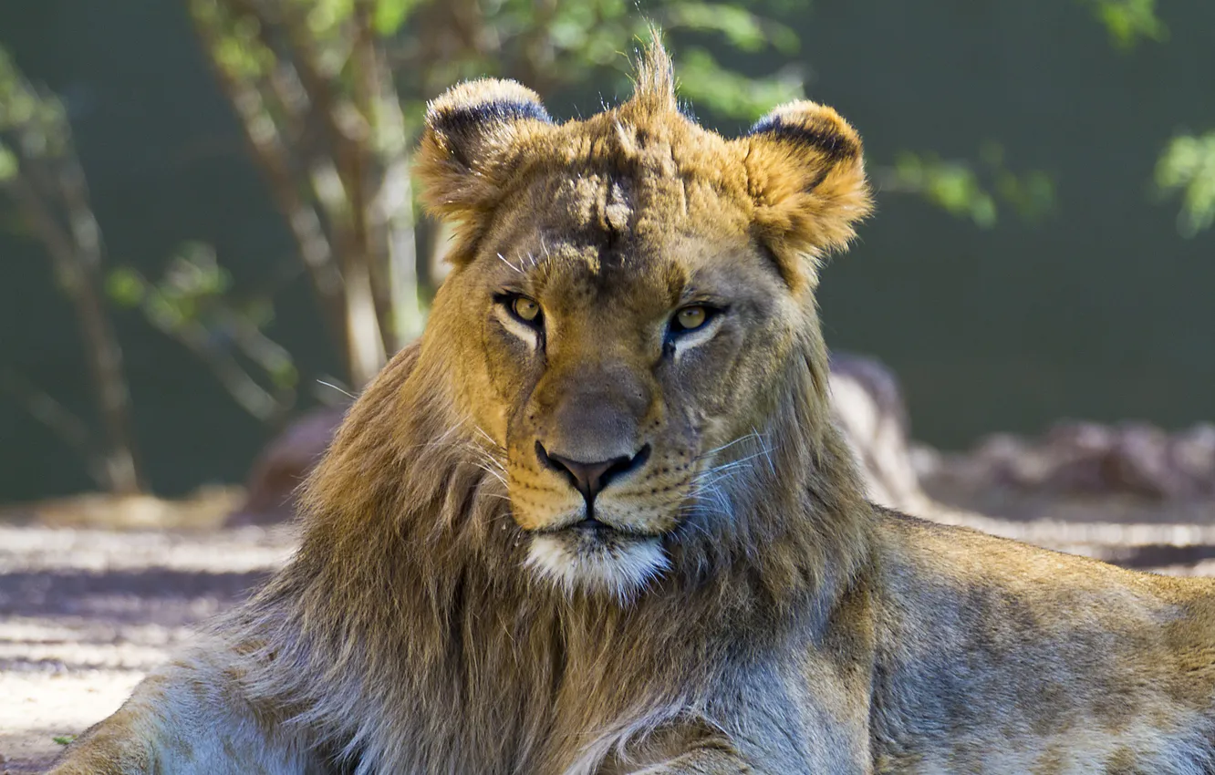 Фото обои взгляд, хищник, лев