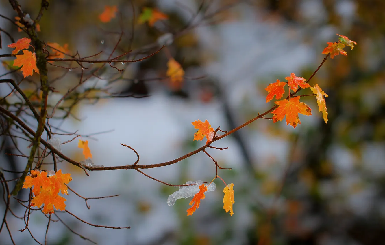 Фото обои осень, капли, природа, листва, ветка