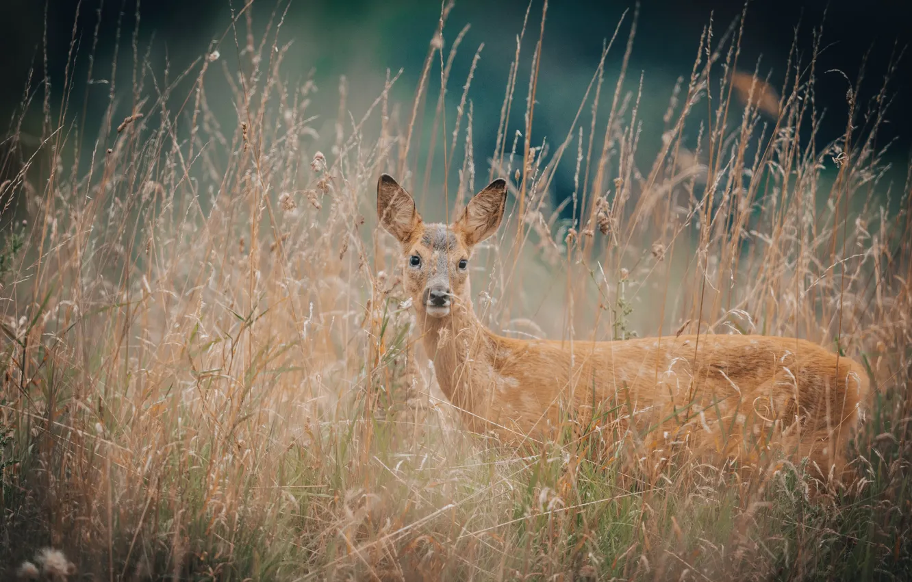 Фото обои Wild, Animal, Deer, Gras, Jonny Gios