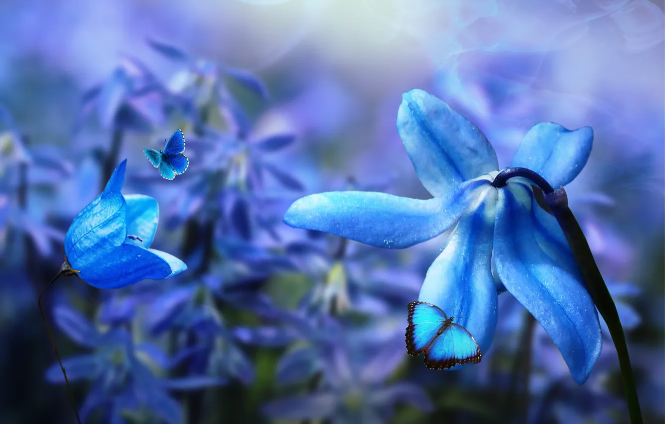 Фото обои бабочки, цветы, природа, коллаж, digital art