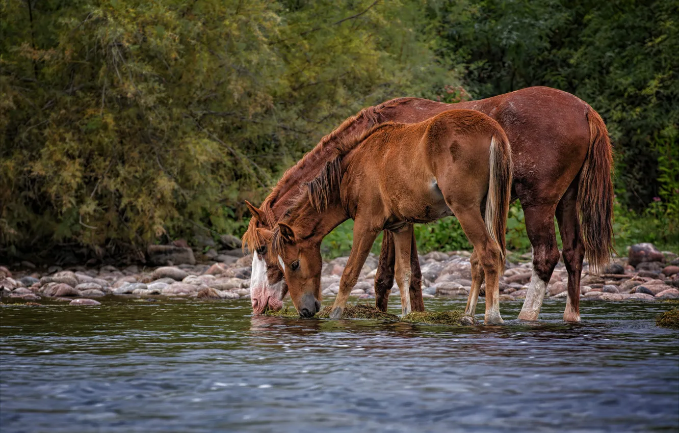 Фото обои лес, трава, вода, камни, берег, поляна, кони, лошади