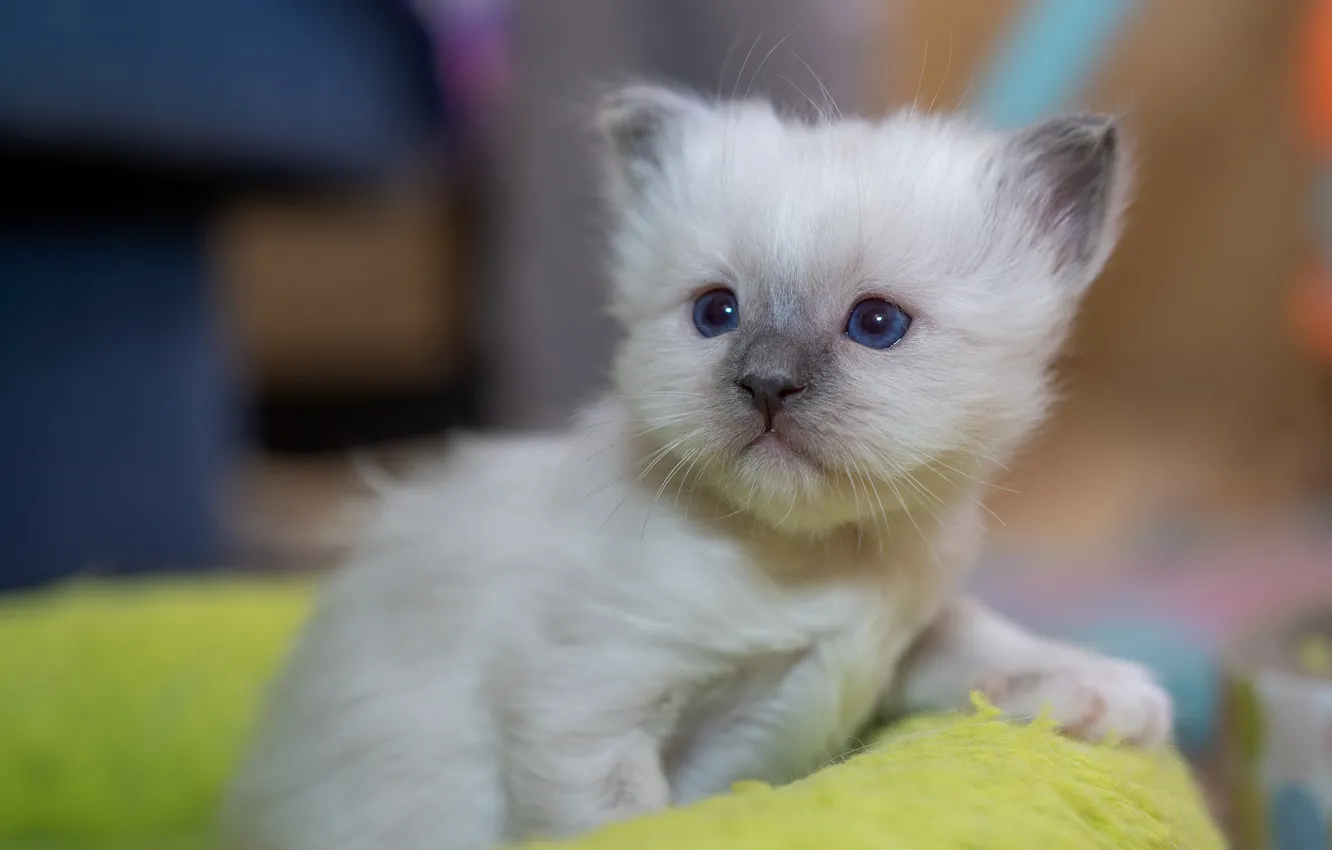 Фото обои кошка, белый, взгляд, поза, котенок, малыш, милый, мордашка