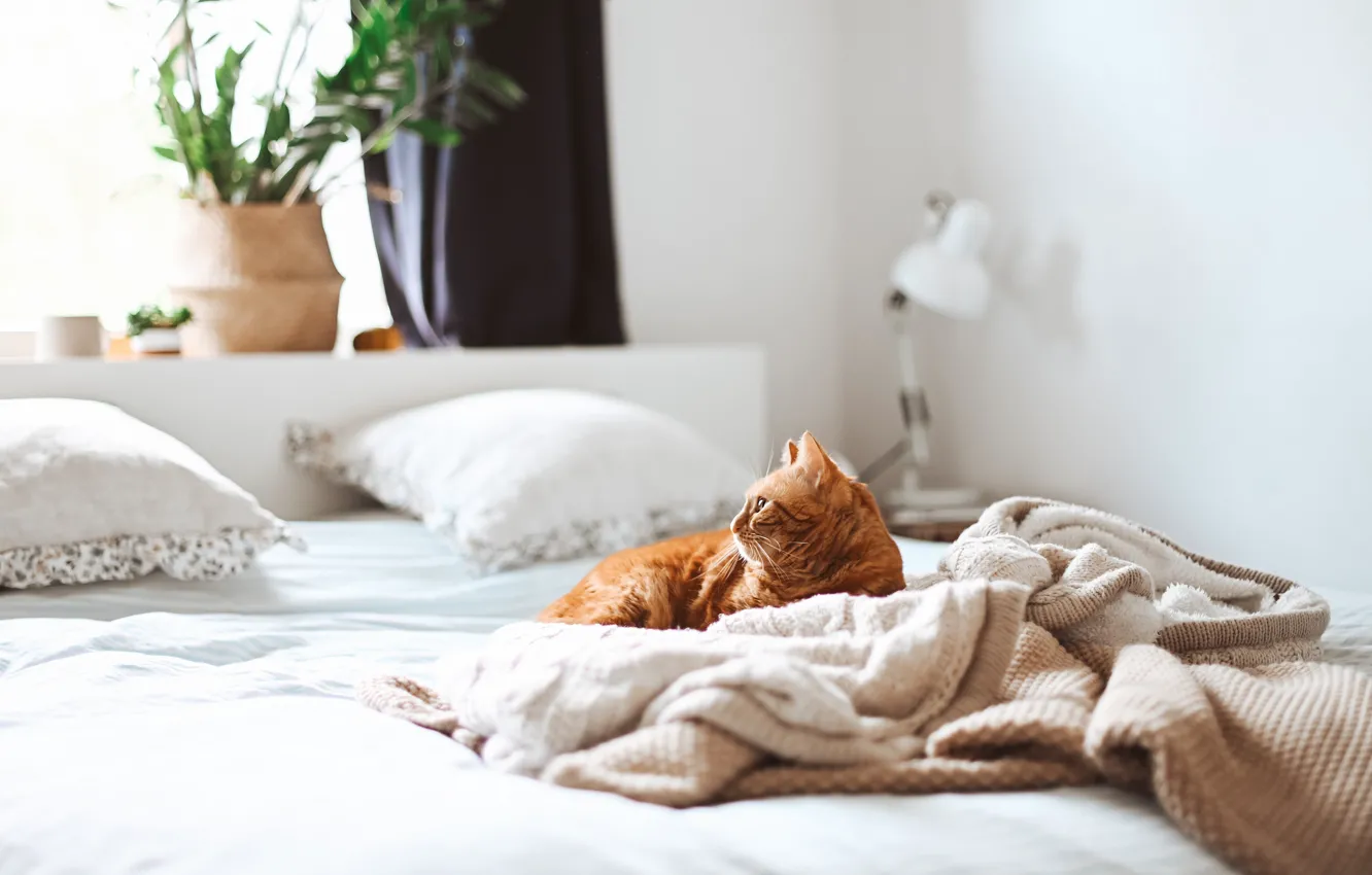 Фото обои кошка, кот, взгляд, поза, комната, кровать, рыжий, постель