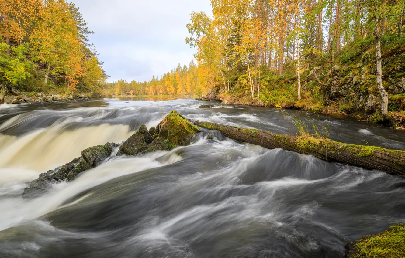 Фото обои осень, лес, поток, водоем