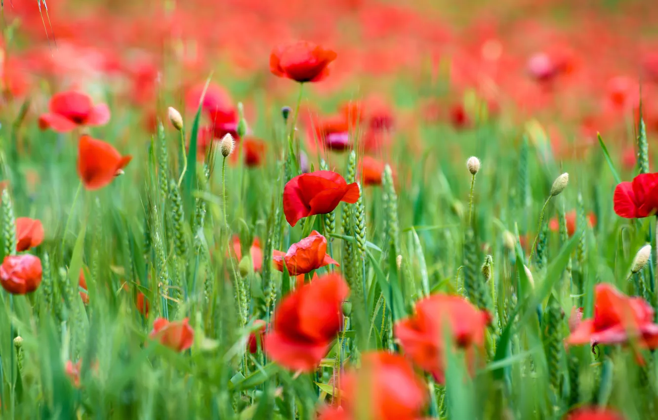 Фото обои зелень, лето, цветы, красный, мак, маки