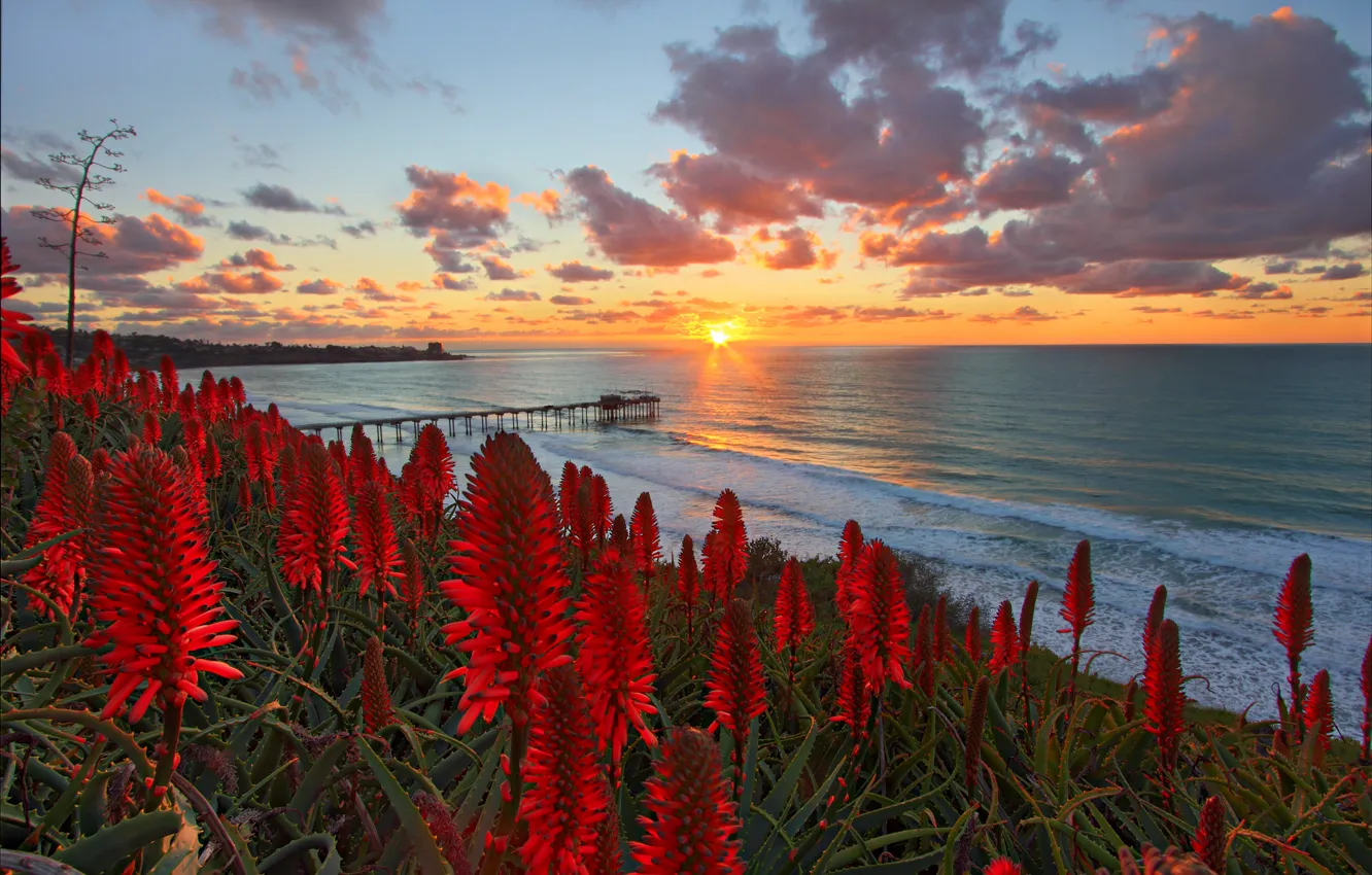 Фото обои пляж, солнце, цветы, океан, рассвет, склон, горизонт, красные