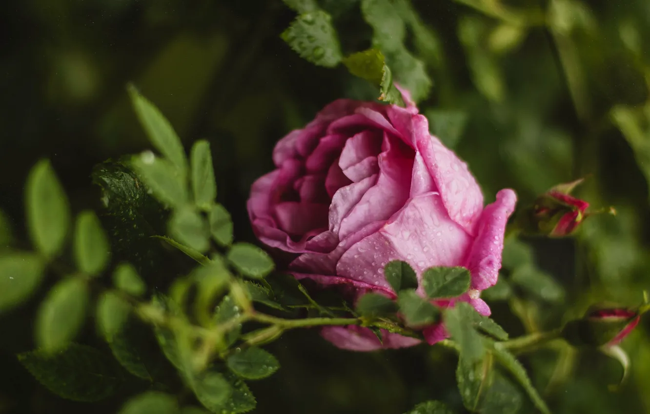 Фото обои листья, капли, розовая, роза, размытие, бутон, зеленый фон, боке