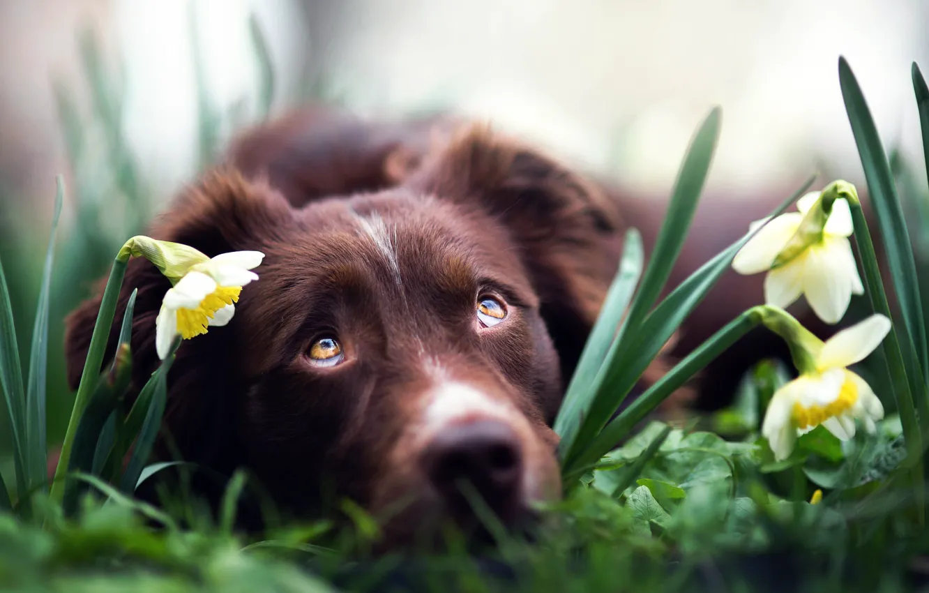 Фото обои цветы, собака, нарциссы, Spring dreams