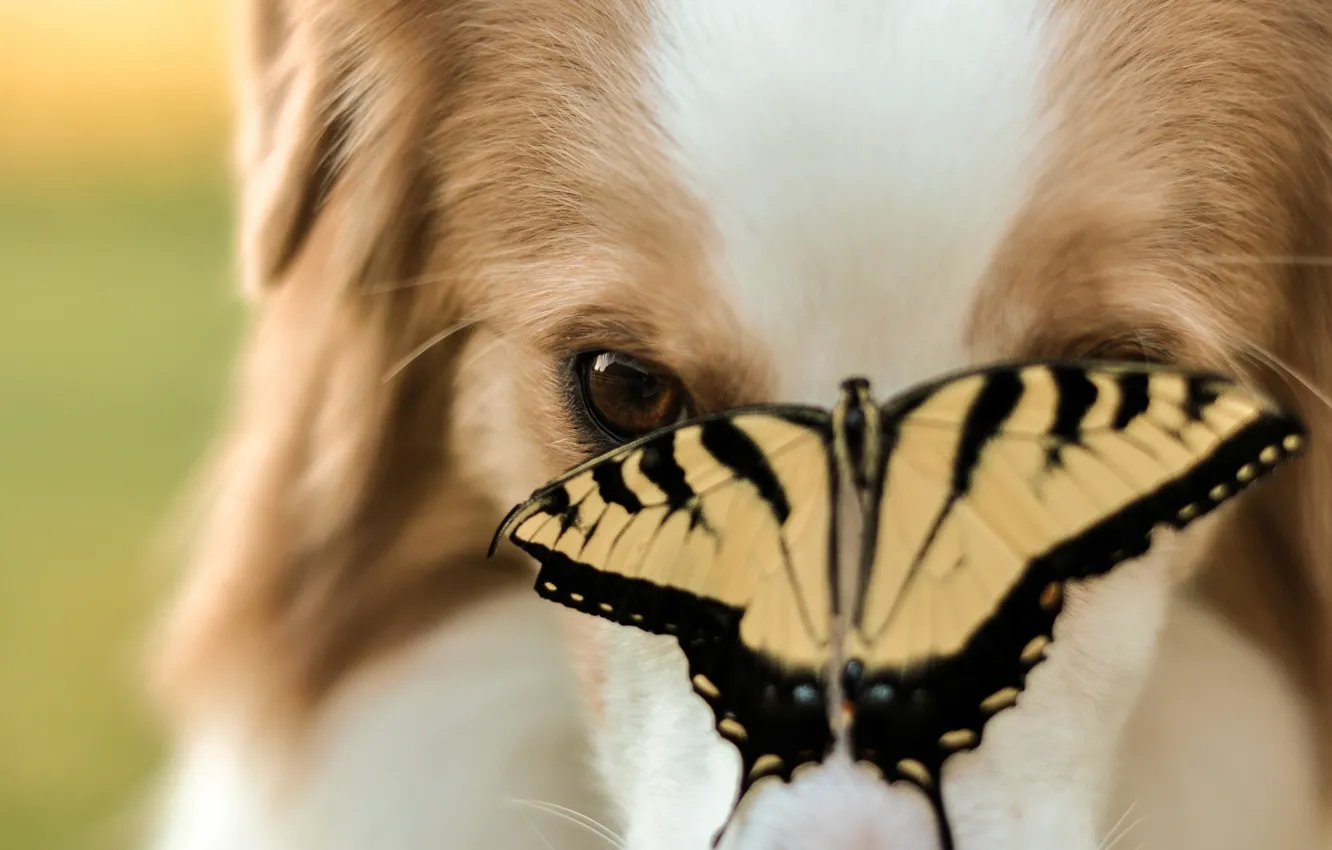 Фото обои животные, морда, фон, widescreen, обои, бабочка, собака, размытие