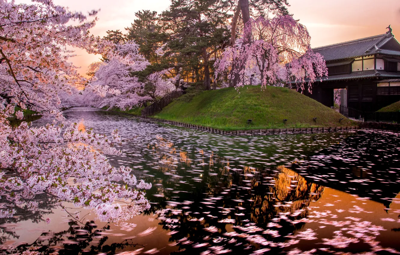 Фото обои beautiful, cherry, castle, cherry blossoms, aomori, april, castle wall