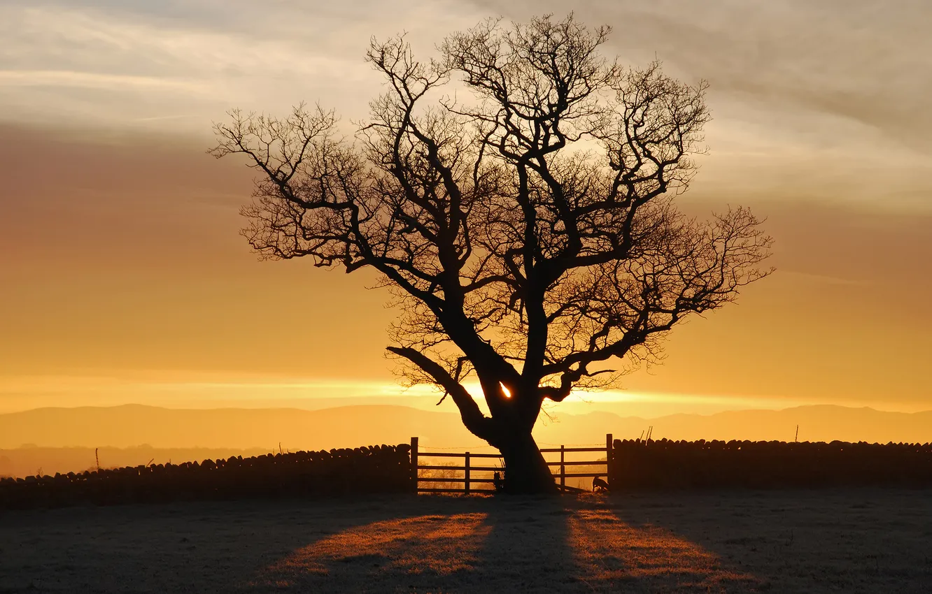 Фото обои солнце, свет, закат, дерево, Англия, fellsiders Photography, Eden Valley