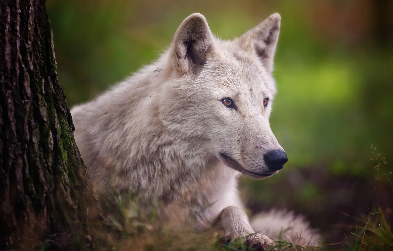 Фото обои хищник, Arctic wolf, полярный волк