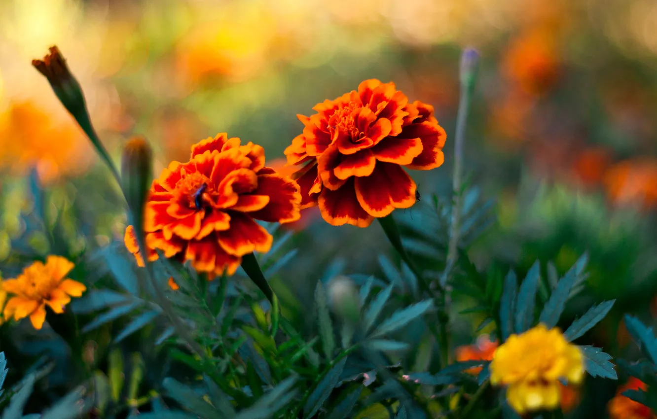 Фото обои трава, лепестки, Бутоны, flowers