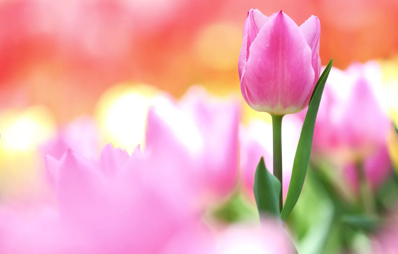 Фото обои цветы, размытость, бутон, тюльпаны