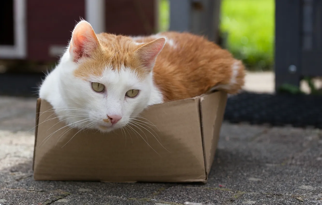 Фото обои кошка, глаза, кот, взгляд, коробка, котэ