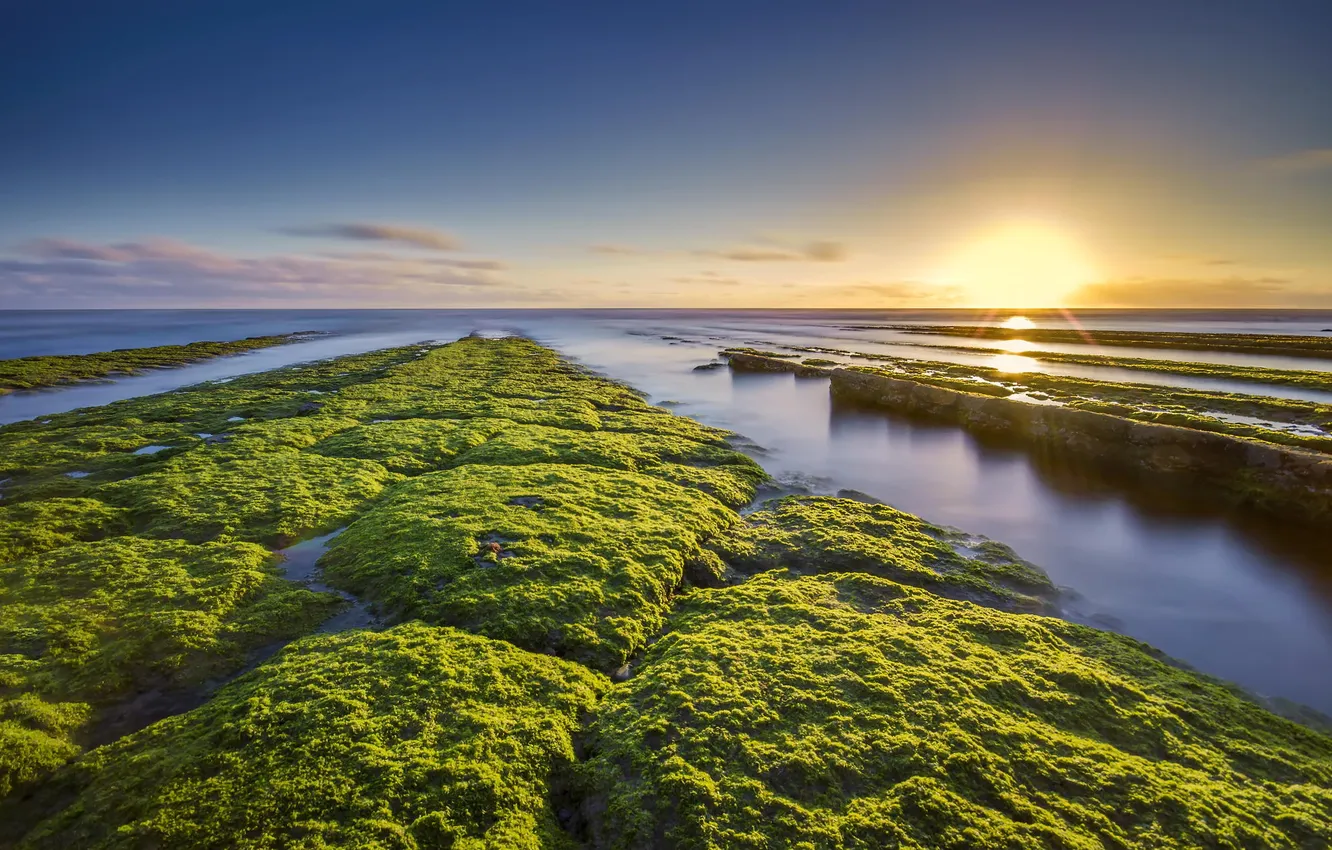 Фото обои море, водоросли, природа, побережье, утро