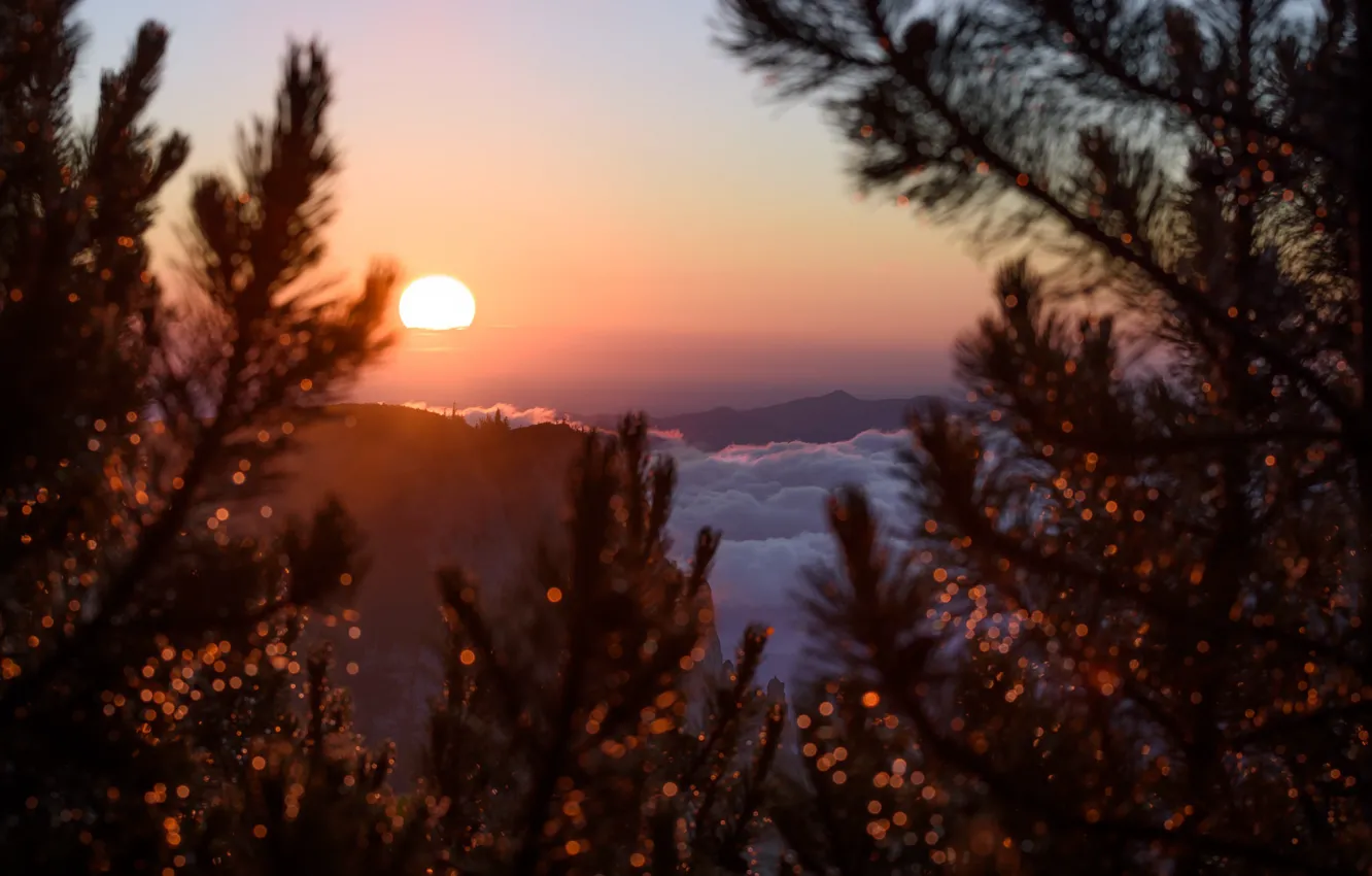 Фото обои twilight, sunset, mountains, clouds, sun, dusk, branches, Romania