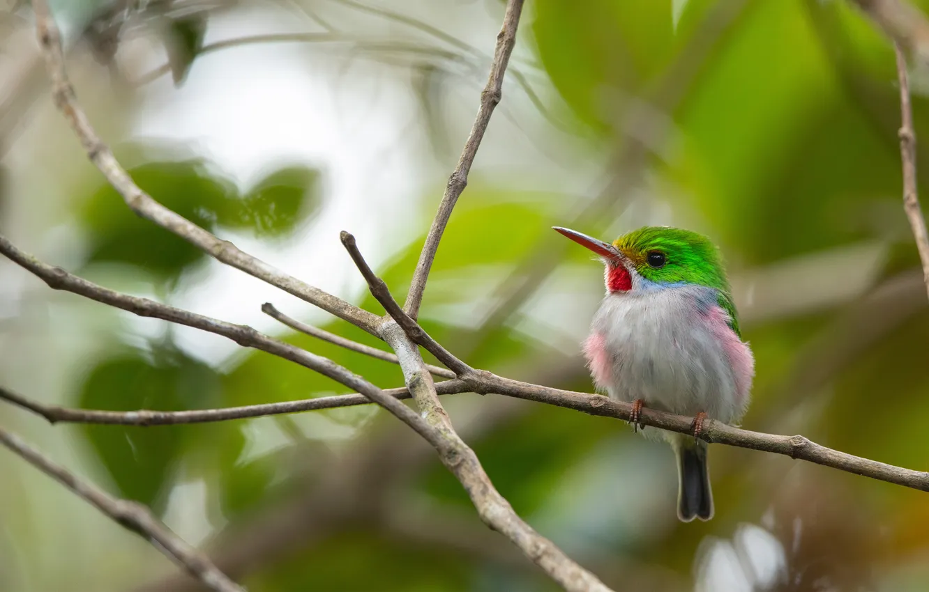 Фото обои Куба, Cuba, Alejandro de Humboldt National Park, Кубинская птица Тоди, национальный парк имени Алехандро де …