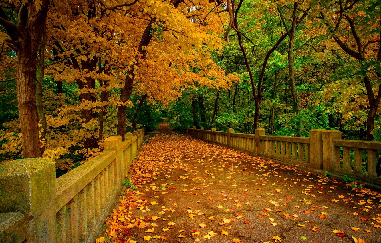 Фото обои осень, лес, листья, деревья, горы, природа, парк, река