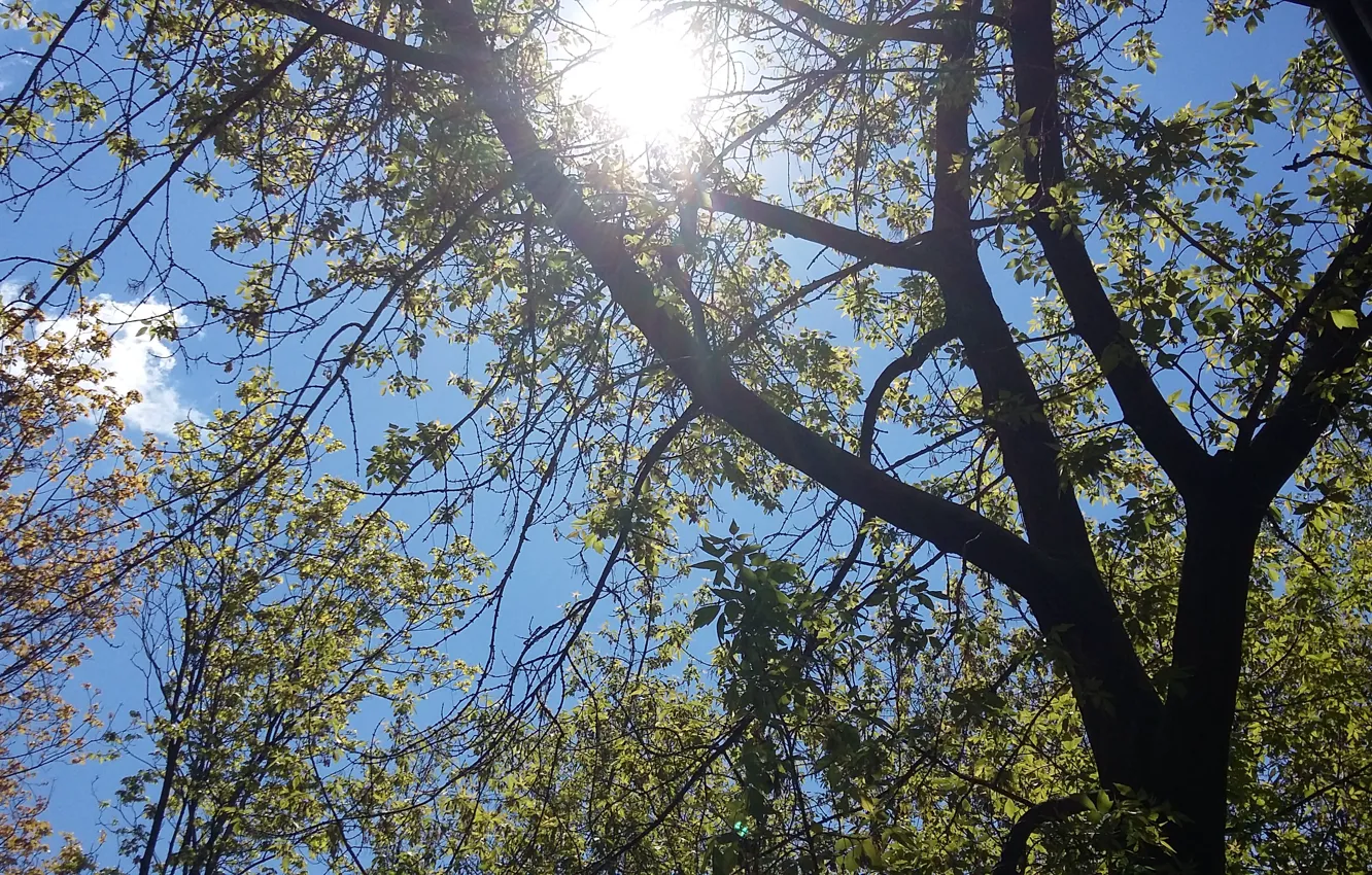 Фото обои небо, солнце, свет, ветки, дерево, облако, вид из окна, благодать