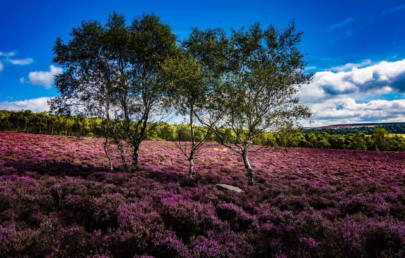 Фото обои деревья, Англия, England, Peak District National Park, вереск, Derbyshire, Дербишир, Национальный парк Пик-Дистрикт