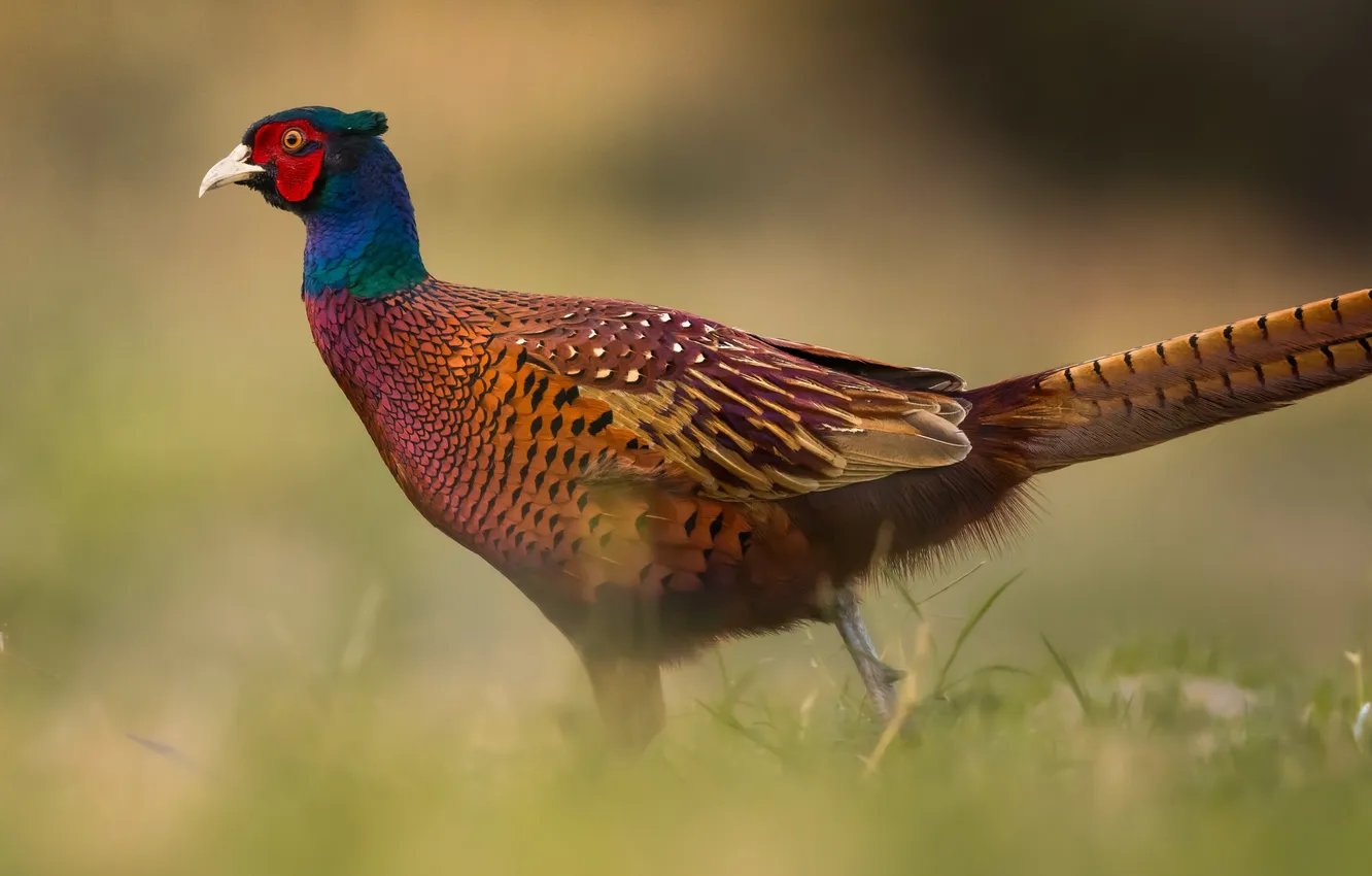 Фото обои nature, animal, pheasant