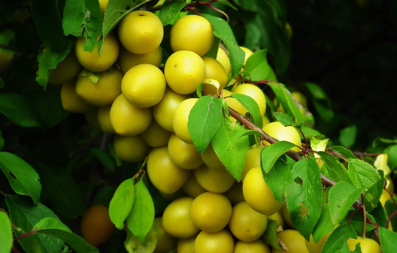 Фото обои деревья, природа, плоды, слива