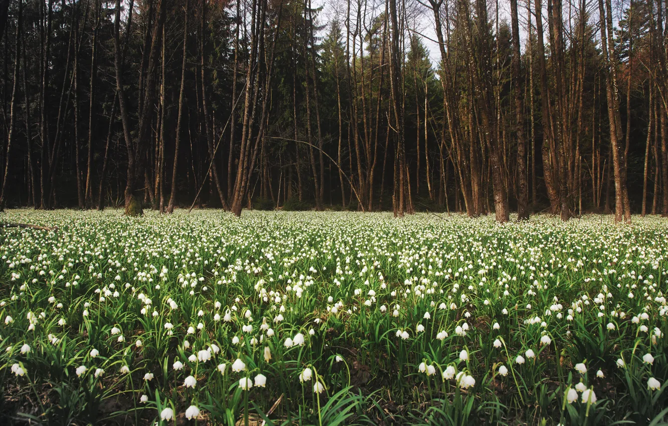 Фото обои лес, природа, поляна, весна, подснежники