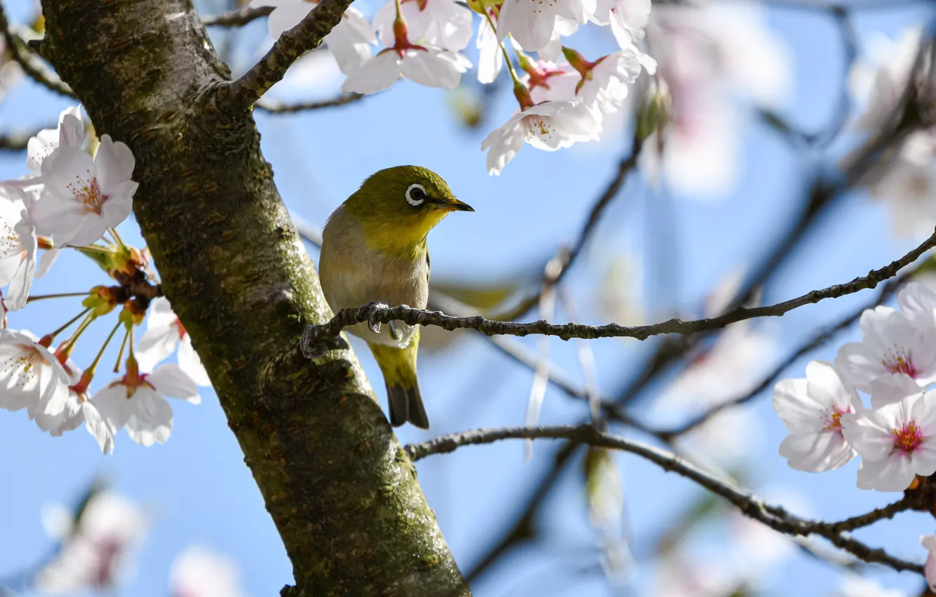 Фото обои природа, вишня, дерево, птица, весна, цветение, белоглазка, белый глаз