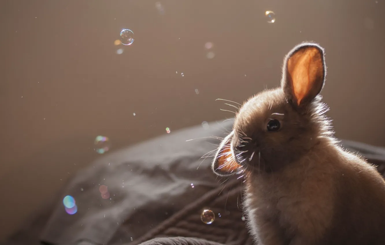 Фото обои bubbles, animal, fur, ears, Rabbit, muzzle, rabbit ears