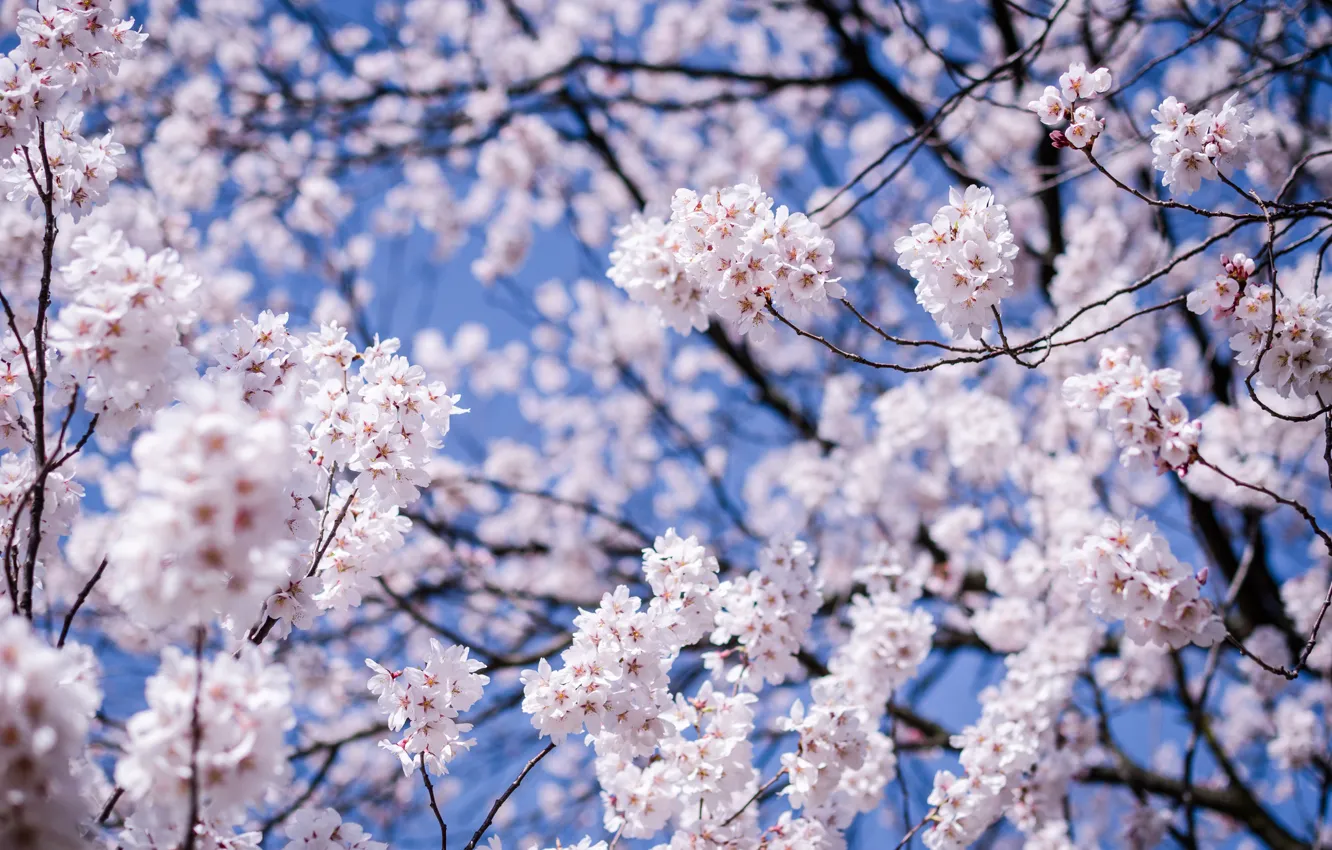 Фото обои небо, макро, цветы, ветки, вишня, дерево, Япония, размытость