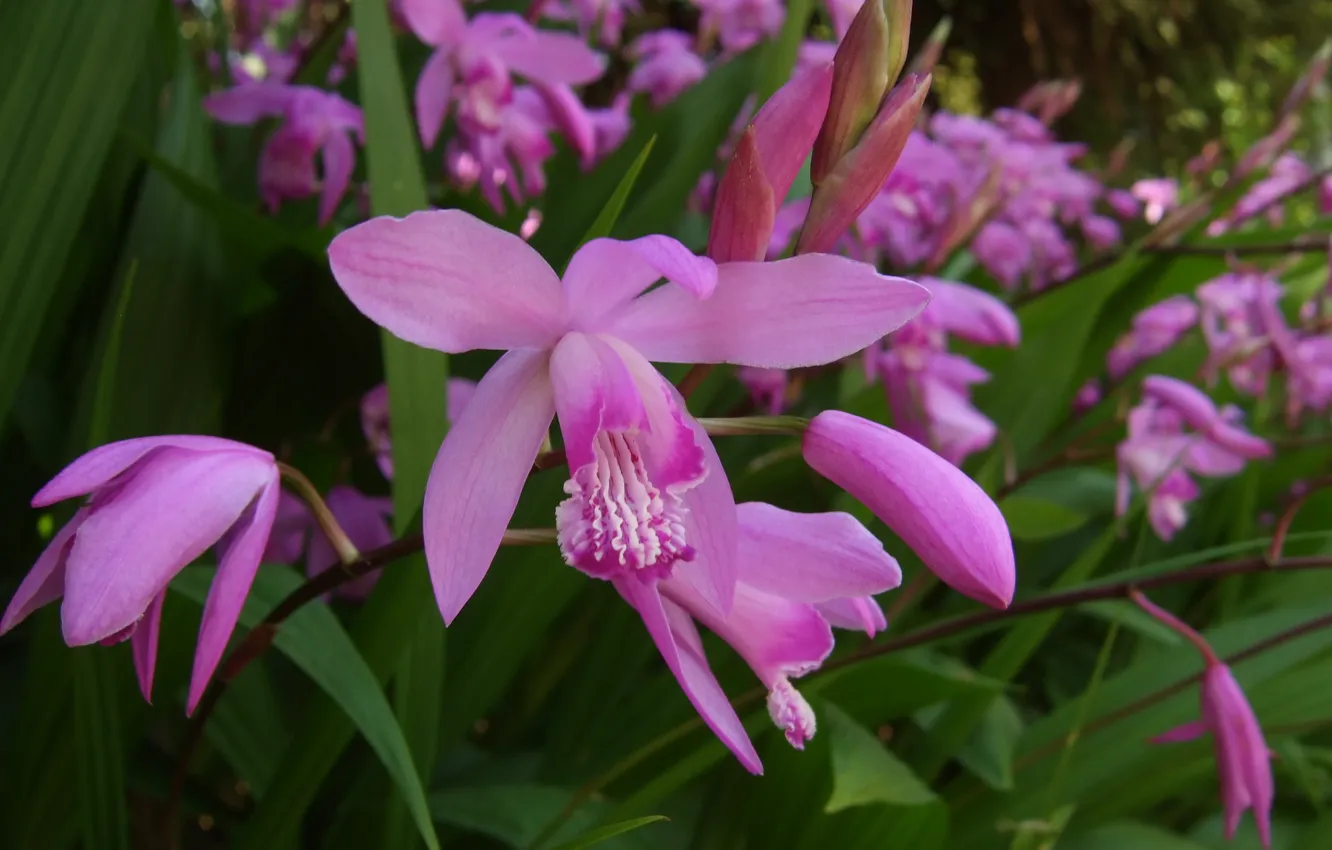 Фото обои цветы, фото, Bletilla, блетилла, striata Hamadera