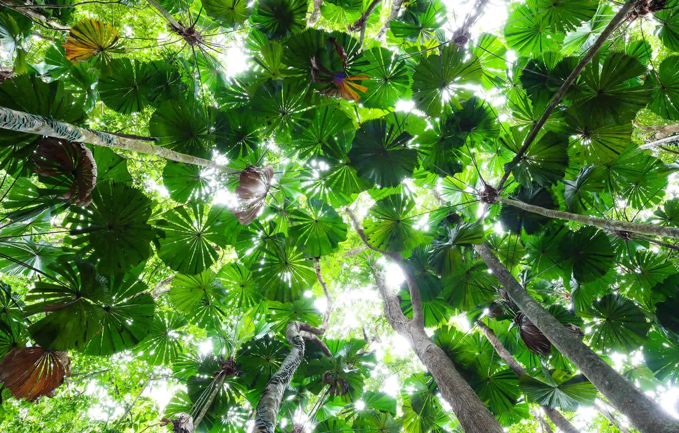 Фото обои листья, деревья, Австралия, Квинсленд, палма, Daintree National Park