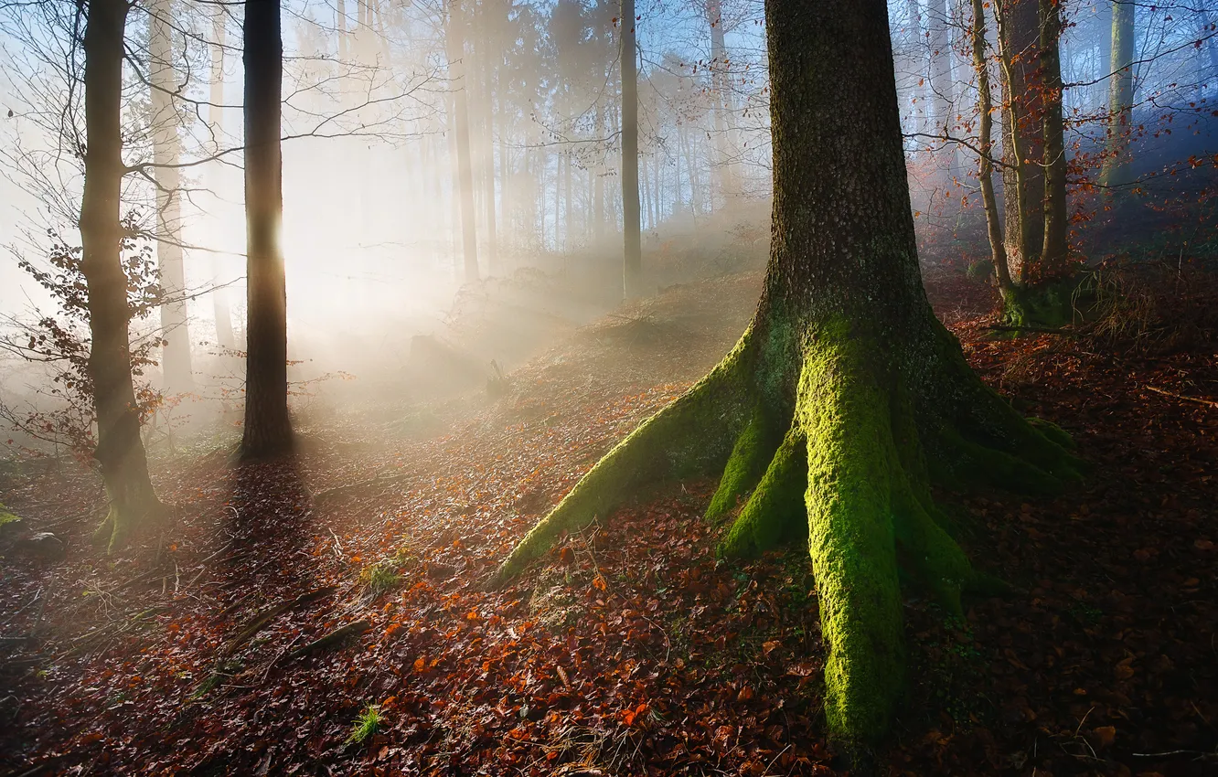 Фото обои лес, лучи, свет, природа, дерево, листва, мох