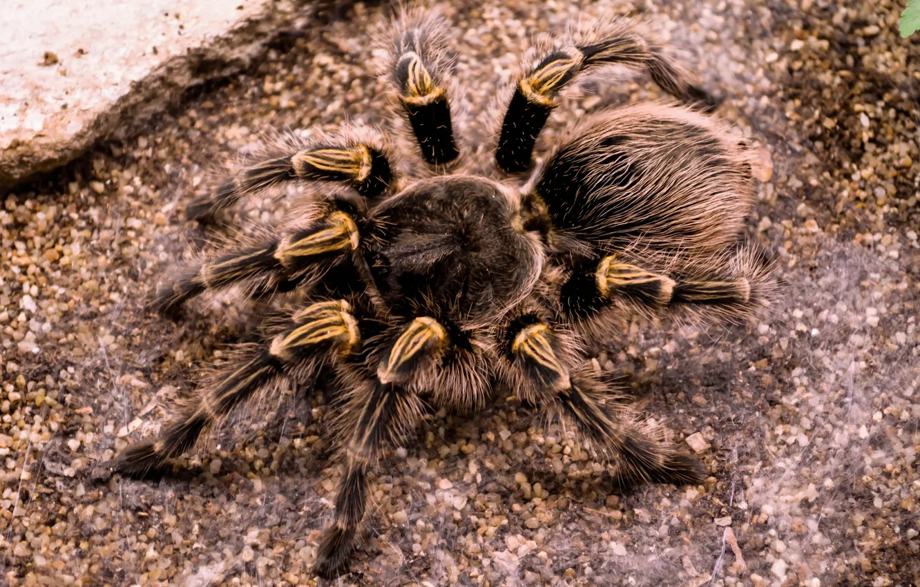 Фото обои legs, hair, Spider