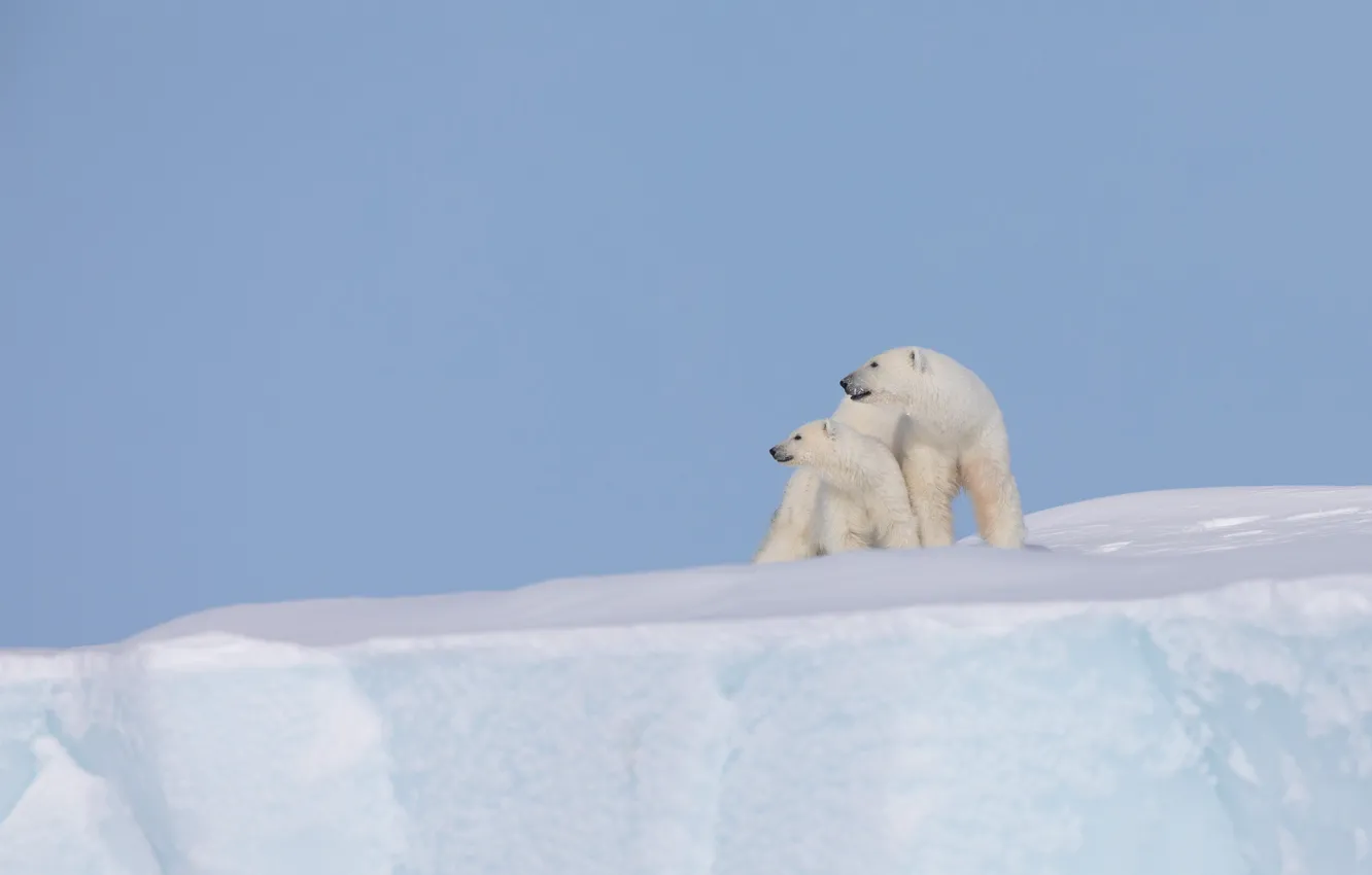Фото обои снег, фон, айсберг, медвежонок, детёныш, медведица, Белые медведи, Полярные медведи
