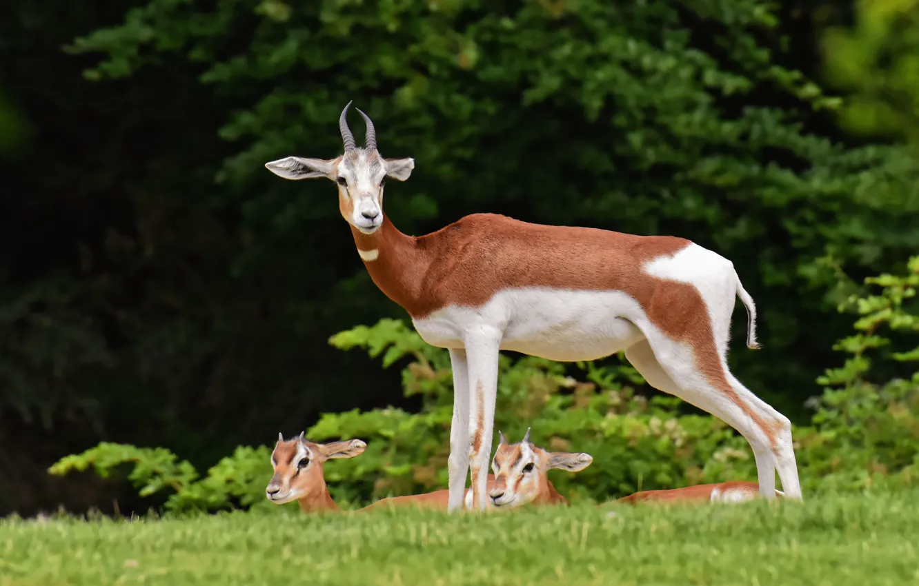 Фото обои animal, deer, wildlife, gazelles